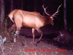 treestand hunt 157.jpg