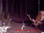 treestand hunt 121.jpg