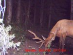 treestand prep 229.jpg