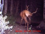treestand prep 230.jpg