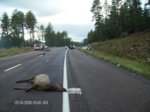 Elk Car Accident 1.jpg