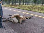 Elk Car Accident 3.jpg