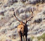 7x8elk3.jpg