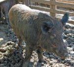 Scanned Photos 068A.jpg