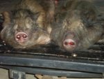 pigs 3.jpg