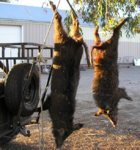 pig hunt 05-02-10 011.jpg