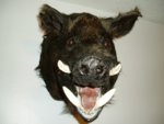 Mounted_Pig_2.jpg.JPG