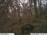 pigs 2010 046.jpg