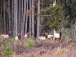 Copy_of_elk_herd.jpg