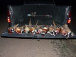 Dec10Pheasants 002.jpg