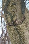 Chain Tree 3.JPG