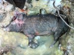 photo  Dead Piggy.JPG