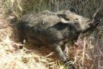 6-17-11 hog.JPG