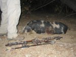 DIY Public Land Pig 9-18-2011 003.jpg