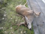 Nice_buck_in_D-6____(01-30-11)_002[1].jpg