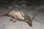 My Elk 2011.jpg