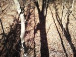 Tree Stand Shadow.jpg