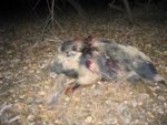 1-1-12 Public Land Pig 002.jpg