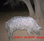 boar2wolly.jpg