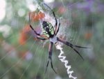 Argiope_Aurantia.jpg Argiope_Aurantia.jpg