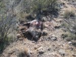 Javalina Hunt AZ 2012 004 email.jpg