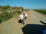 1-18-12 snow goose 1.jpg