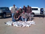 1-18-12 snow goose 2.jpg