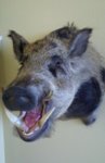 boar mount rm.jpg