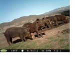 Hogs on Wanrer Ranch 1.JPG