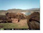 Hogs on Wanrer Ranch 2.JPG