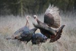 Turkeys fighting.jpg