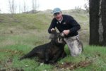 Boar Mar 25 2012.JPG