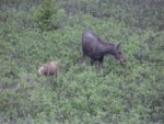 Moose mom and calf.jpg Moose mom and calf.jpg