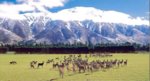 NZ deer.jpg