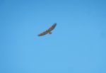 B4 Red tailed hawk1.jpg