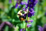 bumble bee 4 6-21.jpg