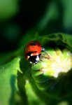 lady bug 2 6-21.jpg