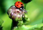 lady bug 4 6-21.jpg