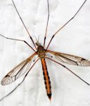 crane fly 2 resized.jpg