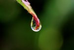 rain drop from leaf.jpg