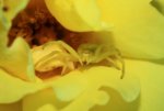 rose spider turned yellow.jpg