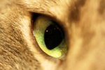 cat eye resized.jpg