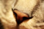 cat nose resized.jpg