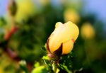 yellow rose bud.jpg