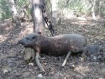 6-27-2012 DIY Public Land Pig 008.jpg