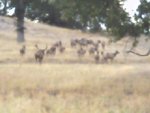 elk herd FHL 2012.jpg