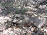 8-7-12 public land pig 015.jpg