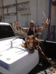 elk 2.jpg