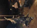 Late night photo of Justin's hog.JPG