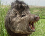 javelina.jpg